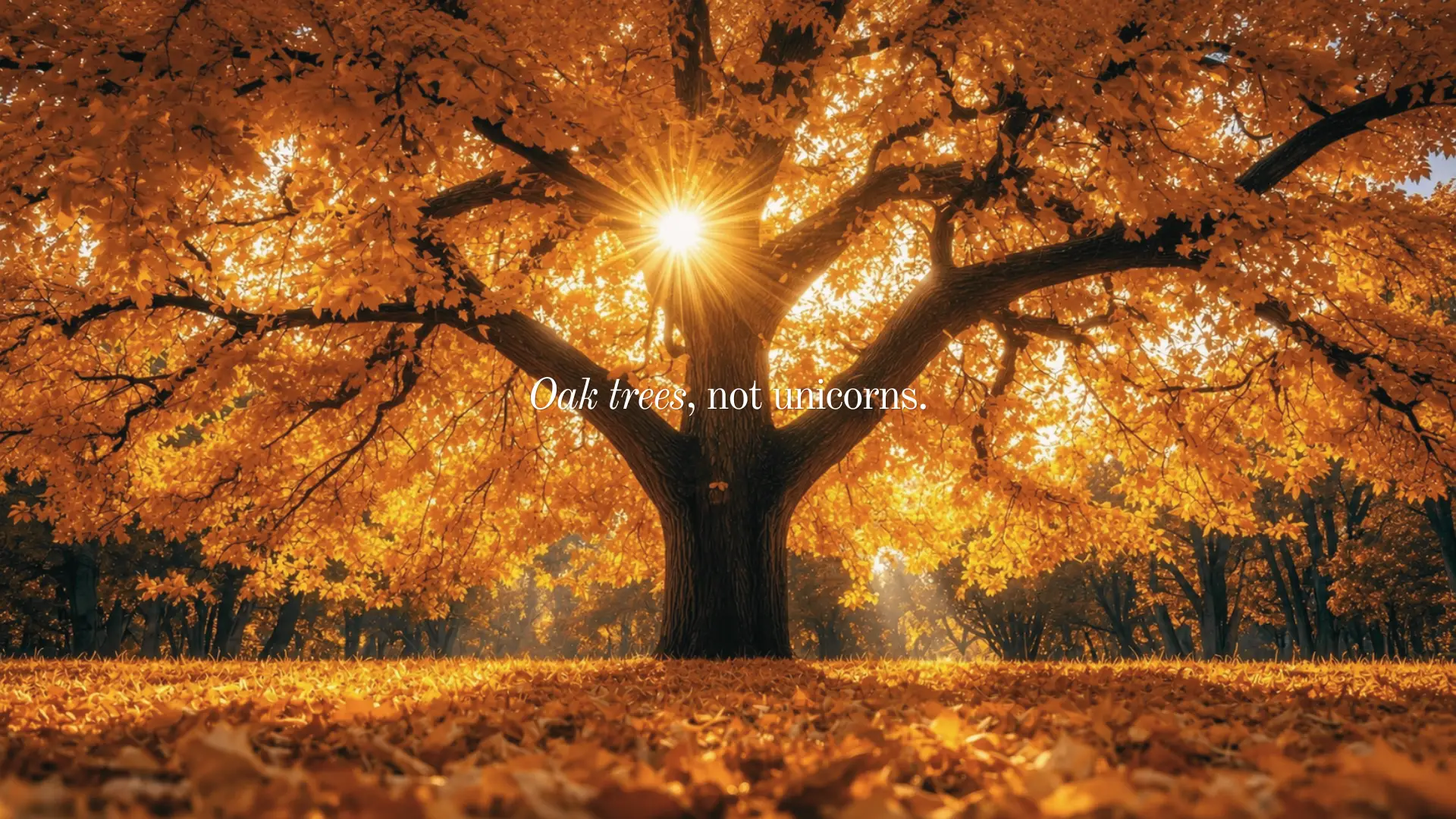 september founder access oak tree